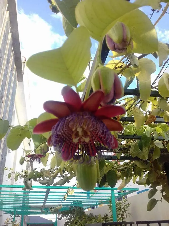 Riad Passiflora Фес Марокко